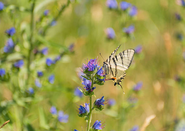 Swallowtail butterfly Iphiclides podalirius in natural habitat