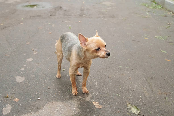Close-up of a small Yorkshire Terrier dog with a short haircut standing on a city street, looking at the camera with tongue out