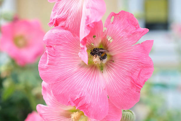 Close-up of a wasp collecting pollen on a blooming pink hollyhock flower, detailed view of insect and petals, symbol of pollination and summer biodiversity