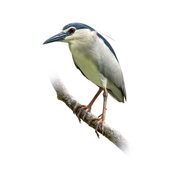 istock Black-crowned Night Heron perched on a branch with alert gaze and sharp beak. 2227651410