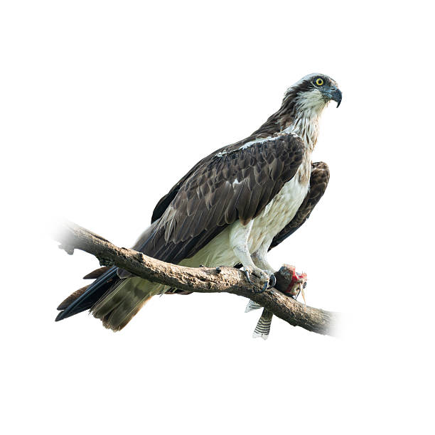 A powerful Osprey holding its prey while perched on a tree branch, showcasing the raw beauty and precision of a skilled predator.