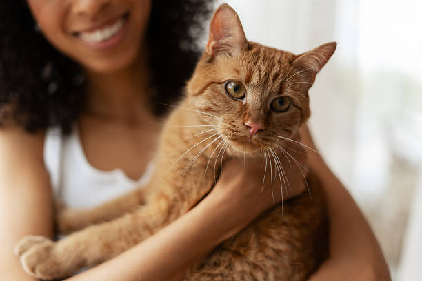 istock Smiling Woman Holding a Ginger Cat 2227651501