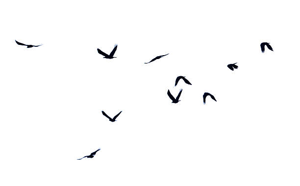 istock Group of flying birds isolated on white background. 2227651708