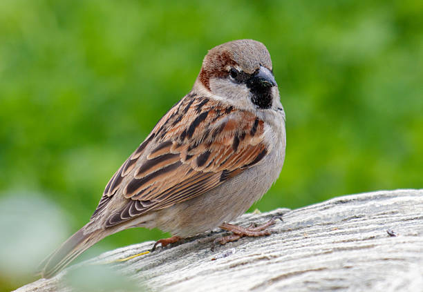 House sparrow bird perched on a basin in a garden