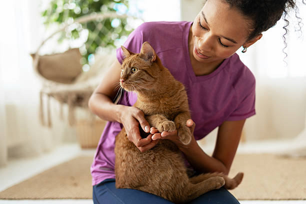 Happy domestic feline pet cat eatting cat treats. Cat owner feeding lickable cat treats snack to male lilac gray color British Shorthair breed cat in living room. Kitten cat living with human family at home.