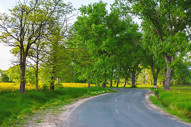 A quiet country road curves gently through the countryside, bordered by tall mature trees creating a natural canopy on both sides, with bright yellow rapeseed fields visible in the background. The peaceful scene captures the beauty of rural driving routes during spring when canola crops are in full bloom, creating an idyllic pastoral landscape.