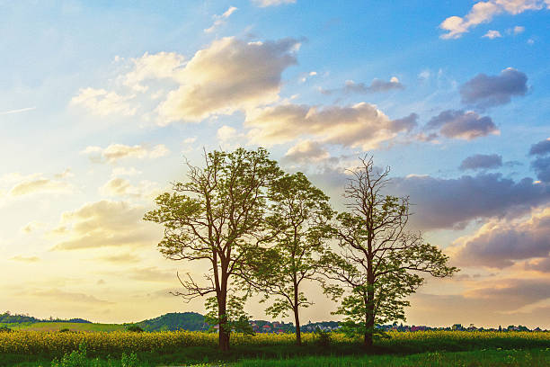 A group of mature deciduous trees with full canopies and some bare branches stands prominently in a golden rapeseed field under a dramatic sky filled with golden and white clouds. The pastoral scene captures the timeless beauty of countryside landscapes where ancient trees serve as natural landmarks against blooming canola crops and rolling hills.