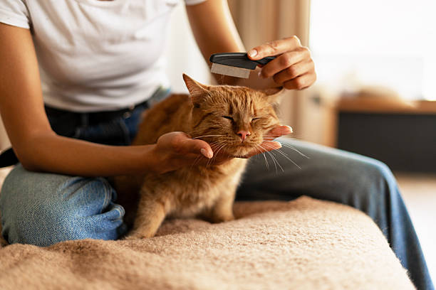 istock Person Grooming Relaxed Cat with Brush 2227657973