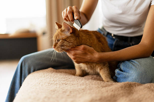 istock Grooming a Ginger Cat with a Brush at Home 2227657974