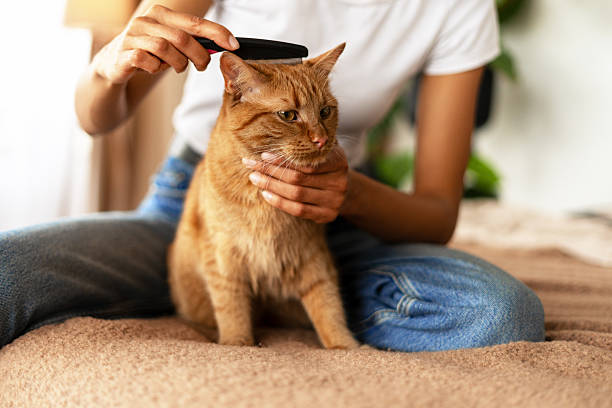 istock Woman brushing a ginger cat sitting on bed 2227658005