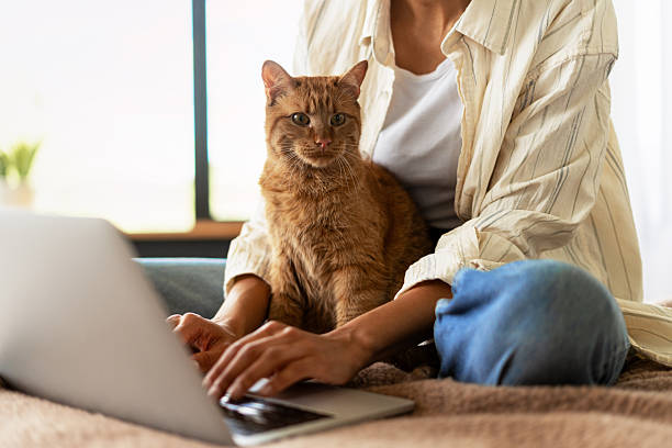 istock Woman working from home typing on laptop with ginger cat on lap 2227658749