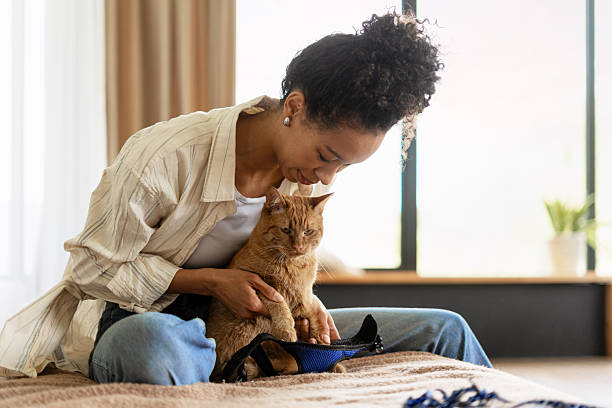 istock Young woman putting a harness on her ginger cat 2227658755