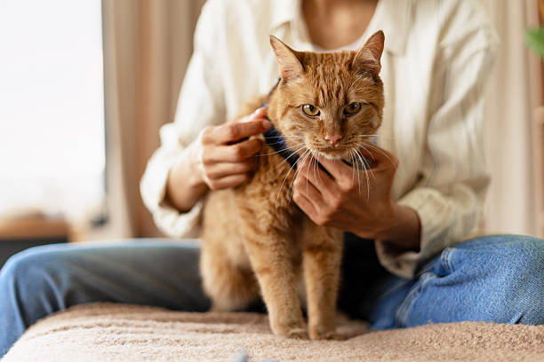 istock Woman putting harness on ginger cat before a walk 2227658757