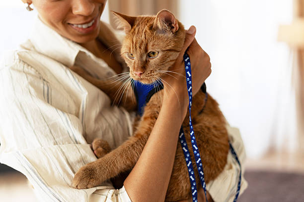 istock Woman Holding Ginger Cat with Blue Harness 2227658846