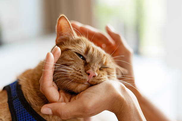 istock Gentle Hands Cradling a Relaxed Cat 2227658997