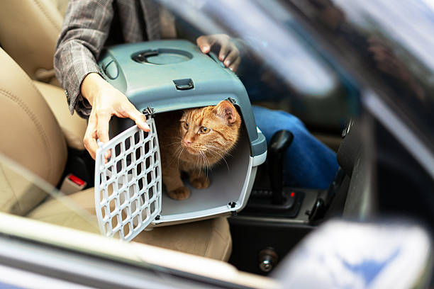 istock Woman opening pet carrier with ginger cat inside a car 2227659698