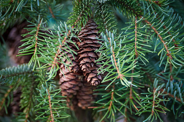 istock Fir tree branch with spruce cones. Beautiful green natural background. Selective focus 2227660014