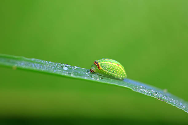 moth larvae on plants in nature