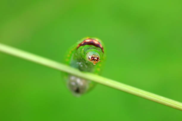 moth larvae on plants in nature
