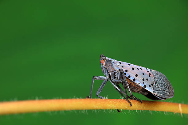 istock lycorma delicatula lives on the leaves 2227660121