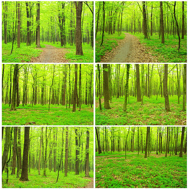 beautiful forest landscape in the morning