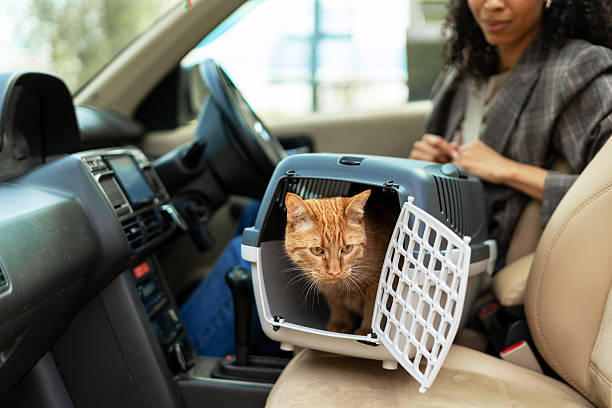 istock Ginger cat traveling by car inside a pet carrier 2227660399