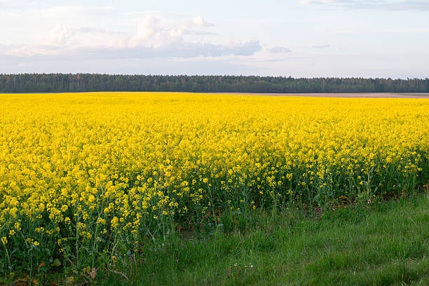 Blooming field of yellow rapeseed under blue sky