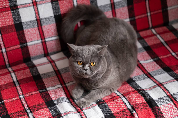 British Shorthair standing at the door trying to open it