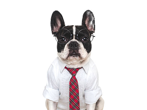 istock Cute puppy, white shirt and red tie. Studio shot 2227662169