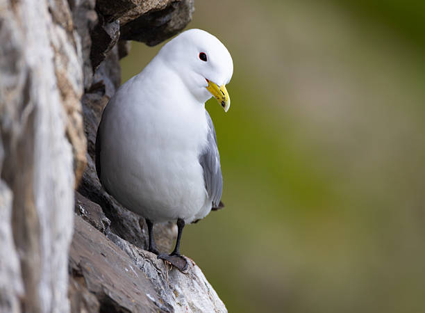 Black-legged kittiwake (Rissa tridactyla) flying around nesting cliffs taking care of it's chicks. Endangered arctic species caring for it's offspring at breeding colony.