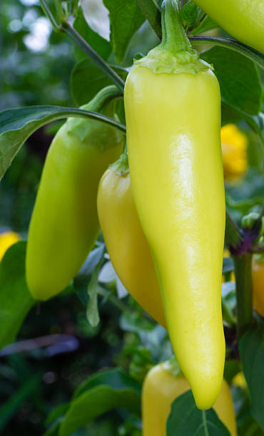 istock Sweet yellow pepper ready to harvest 2227665095
