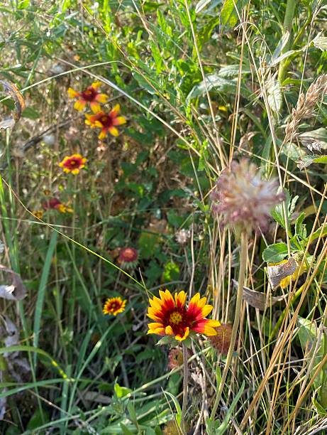 istock Indian Blanket Flower (Gaillardia pulchella) Blooming in the Wild 2227665372