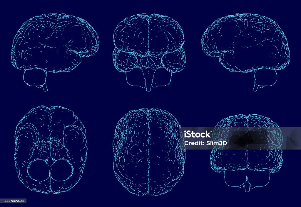 Less Detailed Brain Six Detailed Brain Illustrations On A Blue Background Showcase ...