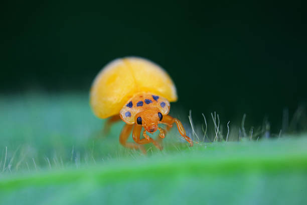 Close-up macro image of a ladybug crawling on a textured wooden surface. The insect's orange and black patterned shell is in sharp focus, contrasting beautifully with the rough bark background.