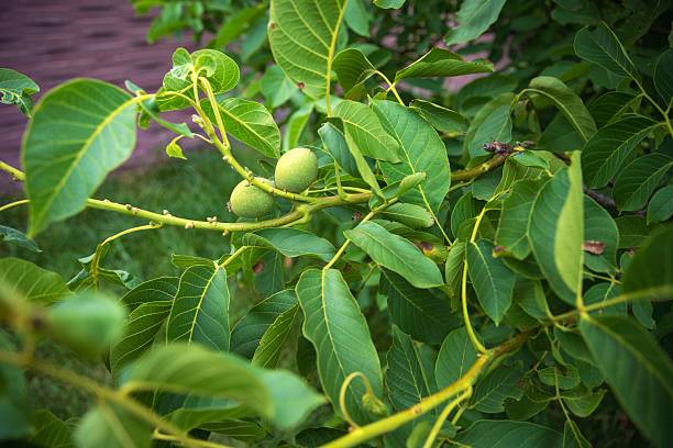 istock Green walnut on tree surrounded by lush leaves 2227671649
