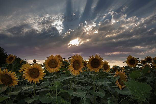 istock Tall sunflowers reaching toward the sky under dramatic cloudy sunset light 2227672052