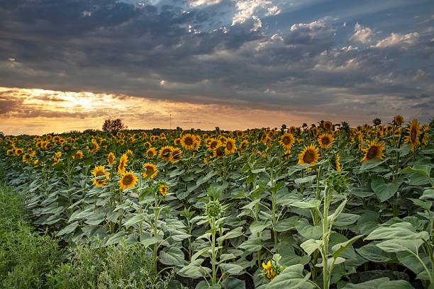 istock Vast sunflower field at sunset under dramatic cloudy sky 2227672089