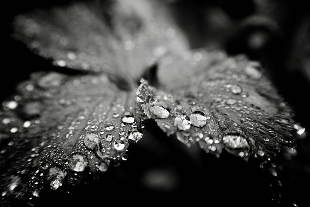 Close up of raindrops on a veiny leaf