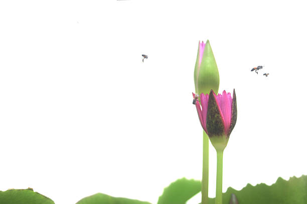 Pink water lily isolated with lotus flower