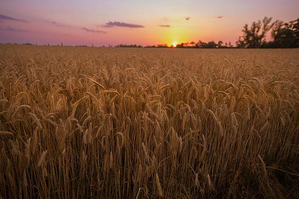 istock Wheat Field at Sunset with Golden Light and Trees on Horizon 2227675609