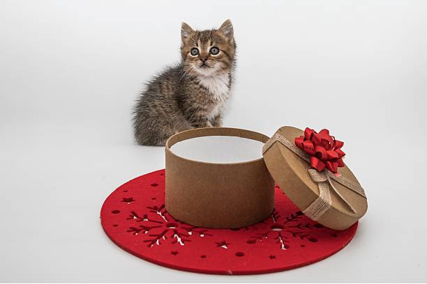 Adorable tabby kitten sitting next to an open gift box with a red bow on a red snowflake placemat, ideal for Christmas, holidays, and pet themes.