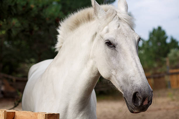 The tranquil while horse stands still to have its photo taken.