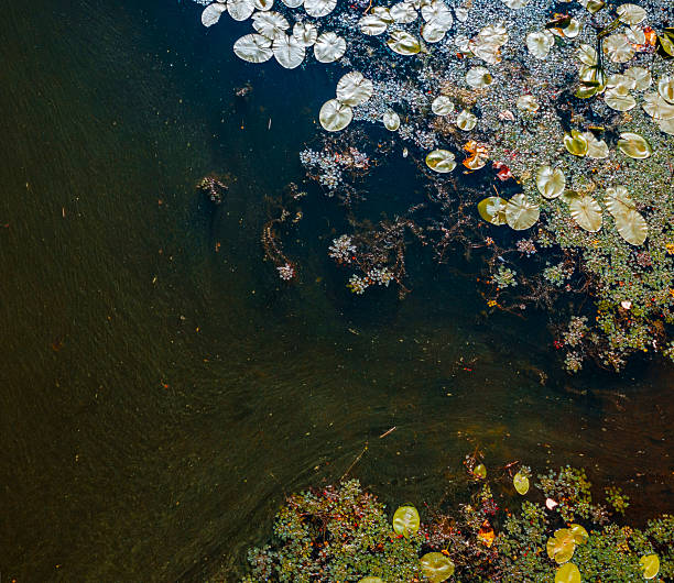 Aerial view of water lilies and aquatic plants forming patterns on a dark water surface, creating a beautiful natural background with contrasting colors and textures