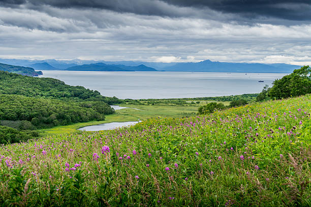 istock Kamchatka Peninsula coastline under grey clouds with lush green fields, rocky cliffs, beach of Avacha Bay, and purple flowers in the foreground 2227678460
