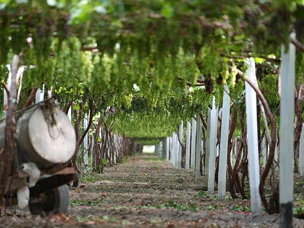 Traditional viticulture in the Fergana Valley, Uzbekistan. Grapes are grown on overhead trellises and protected with paper covers to preserve quality in the hot summer climate.