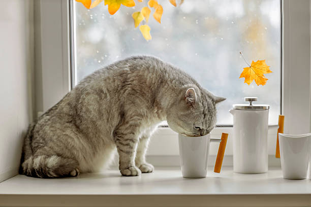 istock A gray cat on a windowsill on a sunny fall afternoon drinks from his master's cup 2227681229