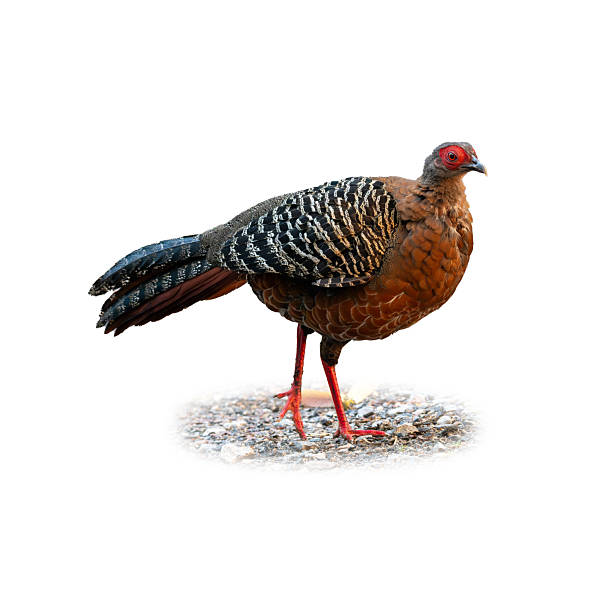 istock Female Siamese Fireback standing gracefully with mottled feathers and red legs. 2227685414