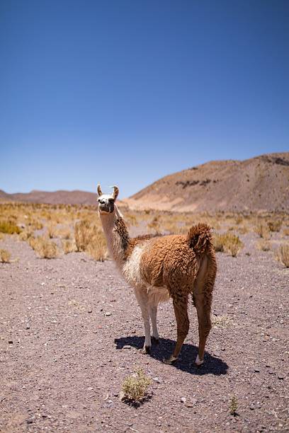 Guanaco in the Atacama Desert on a hot summer day