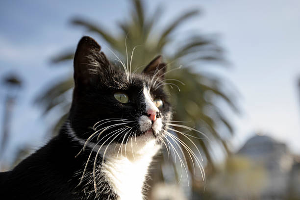 A black and white spotted cat rests on an old window, lazily basking in the sun.