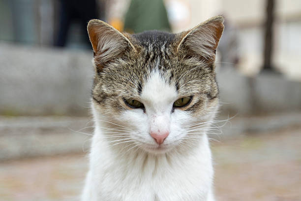 Stray tabby cat is standing on public park bench.